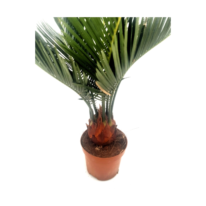 Piantina Cicas Revoluta in vaso 8