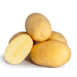 Patate seme Nicola HOLLAND X 1 Kg