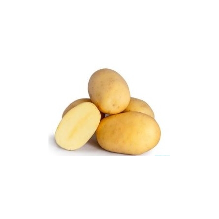 Patate seme Nicola HOLLAND X 1 Kg