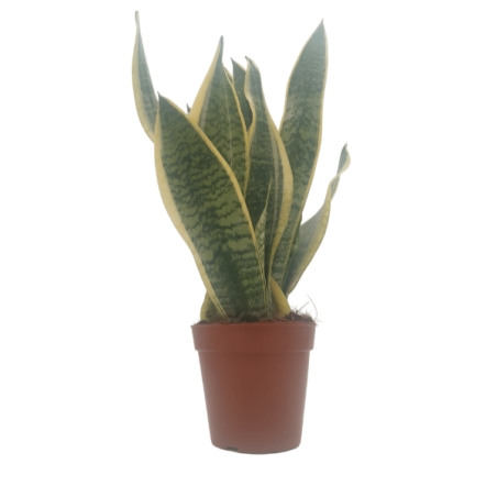 Piantina Sansevieria Futura VASO 12 PL altezza 30 cm cc