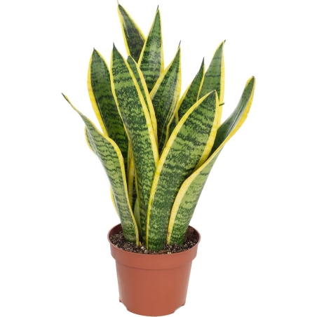 Piantina Sansevieria Futura VASO 12 PL altezza 30 cm cc