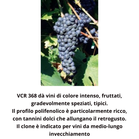 Barbatelle di uva innestate a radice prima scelta Rauscedo