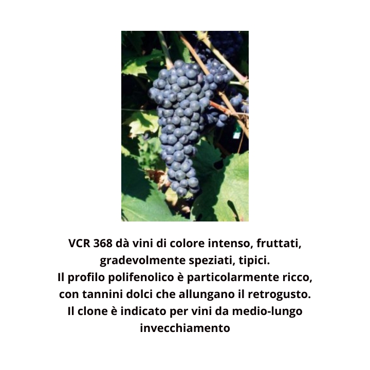 Barbatelle di uva innestate a radice prima scelta Rauscedo