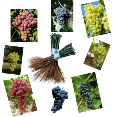 Barbatelle di uva innestate a radice prima scelta Rauscedo