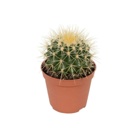 Piantina  Cactus Grusone vaso 15