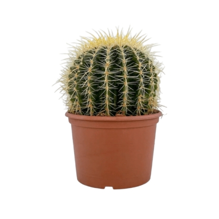 Piantina  Cactus Grusone vaso 15