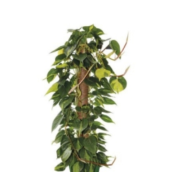 Bastone muschiato in plastica cm 80