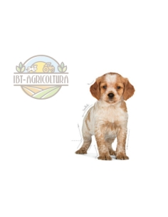 Royal Canin medium Puppy 10 Kg