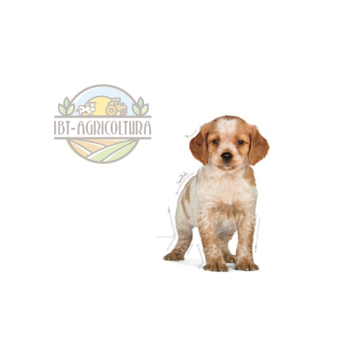 Royal Canin medium Puppy 10 Kg