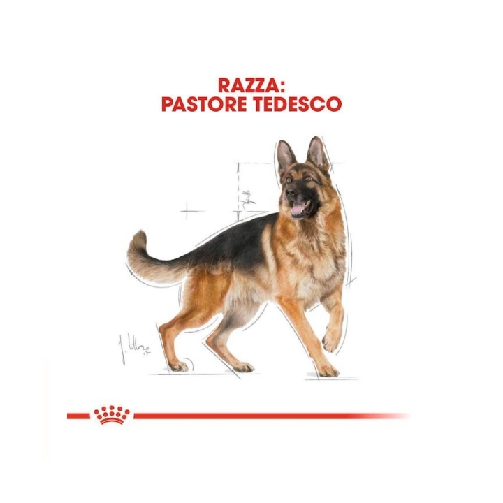 Royal Canin dog BHG German shep Adult KG 11