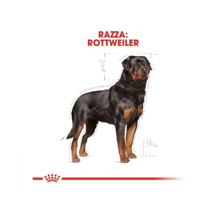 Royal canin Rottweiler 12 Kg