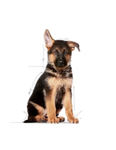 Royal Canin Dog SHN Maxi Puppy KG 4