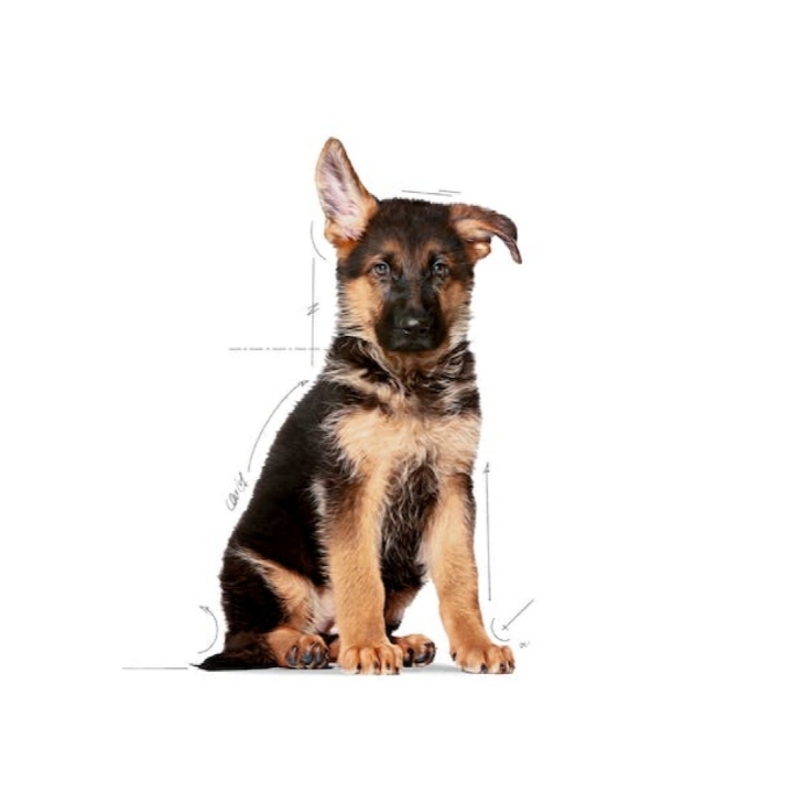 Royal Canin Dog SHN Maxi Puppy KG 4