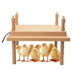 Chioccia elettrica artificiale pulcini